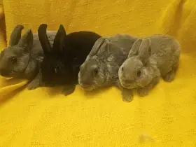 Zakrslý králíček