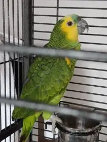 Amazoňan modročelý