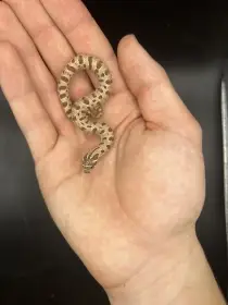 Heterodon nosatý mláďata