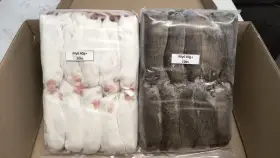 Živá exotika 7.3. Myši xxl