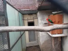 Prodám papoušek královský,