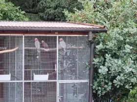 Kakadu růžový - samec