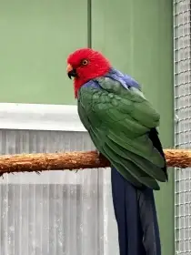 „Alisterus amboinensis 2,1 2025 nepříbuzní“