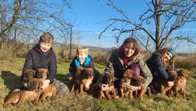 Tosa inu s PP již brzy k odběru 