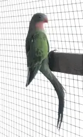 Papoušek Alexandřin