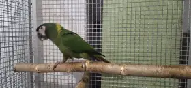 Samice Ara Žlutokrký