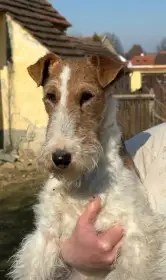 Foxteriér drsnosrstý  - fenka