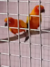 1.1 Aratinga Sluneční