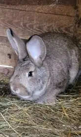 Prodám samici na chov