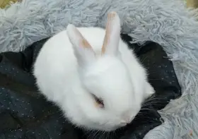 Zakrslý králíček E3