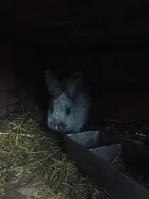 Nabízím 1 samici  VSS do chovu