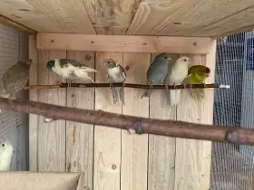 Kakariki červenočelý