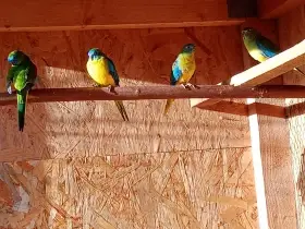 Neoféma tyrkysová přírodní