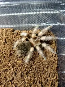 Brachypelma hamorii (ex smithi)