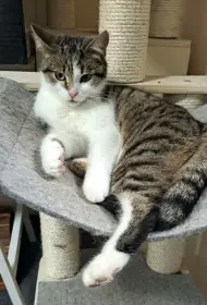 Kočička Shimano hledá nový domov