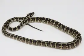 M.spilota, M.bredli