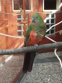 Papoušek Královský samec