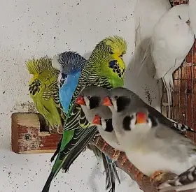 Prodám výstavní andulky