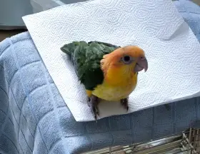 Amazonek bělobřichý – samička, ochočená, DNA,ručně dokrmená