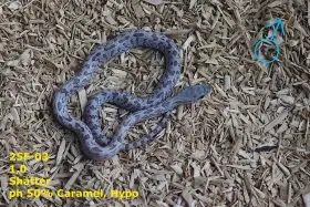 Užovka červená (P. guttatus) - Shatter, Sunkissed