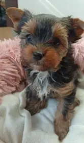 Jorkšírský teriér