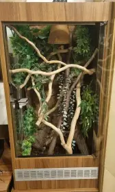 Terarium 45x50x100cm a samice pagekonů