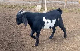 Prodám kozlíka anglonubijské kozy