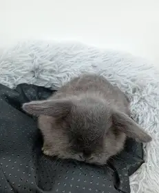 Zakrslý beránek G1