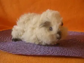 Morče,morčata Peruánec-Lunkarya z registrované chs