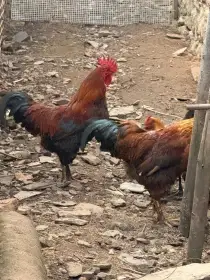 Zlatá česká kropenka