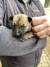 Belgický ovčak-Malinois 75%