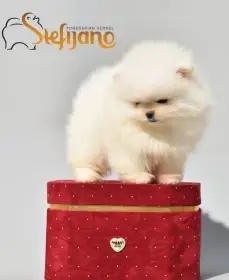 Pomeranian BOO medvídci, Štěňata Pomeranian Spitz