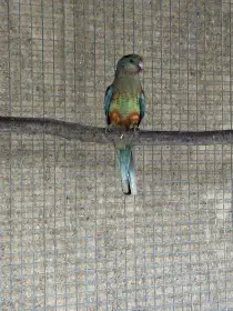 Papoušek mnohobarvý