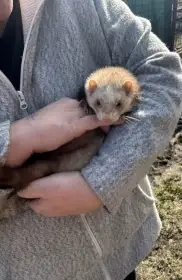 Samci fretky k prodeji