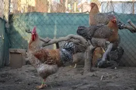 Bielefeldka rodobarvá