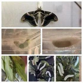 Housenky Martináče pajasanového