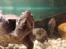 Nabízím k prodeji 5 dospělých klapavek