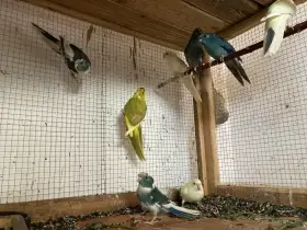 Kakariki červenočelý