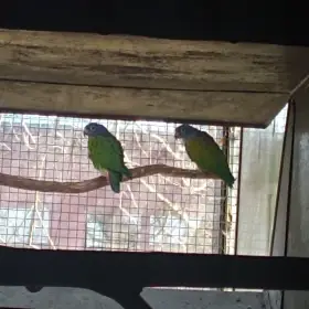 Nabízím amazonek modrohlavy 1,1 2018 harmonický pár chovný