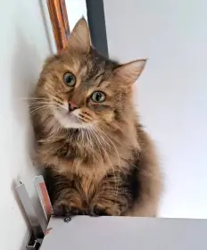 Kočička Torvi hledá nový domov