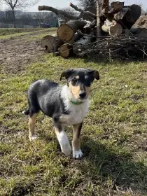 Štěňata kolie bez PP