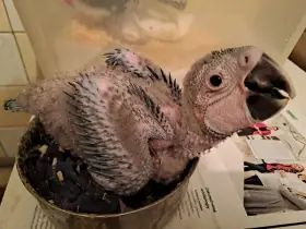 Mláďě žako kongo