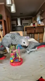 Papoušek Žako – ručně dokrmená, socializovaná mláďata