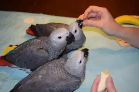 Papoušek Žako – ručně dokrmená, socializovaná mláďata