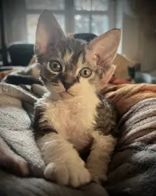 Prodám kocourka Devon Rexe