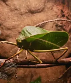 Obří kobylky Siliquofera grandis