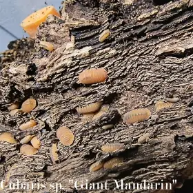 Isopody·stínky - Bulk/balíčky