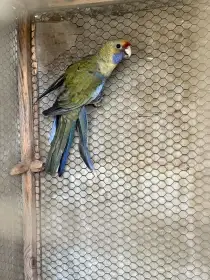 Rozela slámožlutá - samec 2025