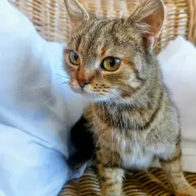 Kočička Honey hledá nový domov