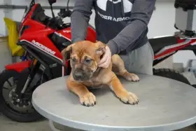 Jihoafrický mastif – Boerboel Štěňata